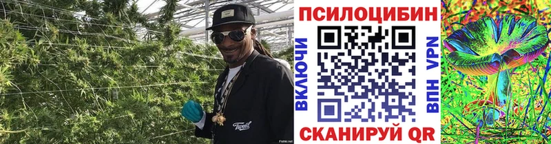 Галлюциногенные грибы Psilocybe Унеча